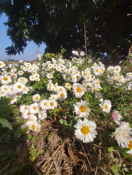 向着太阳充满生机的菊花