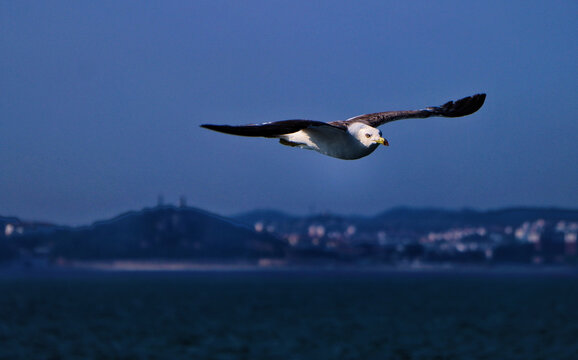 海鸥海岛海鸟飞翔