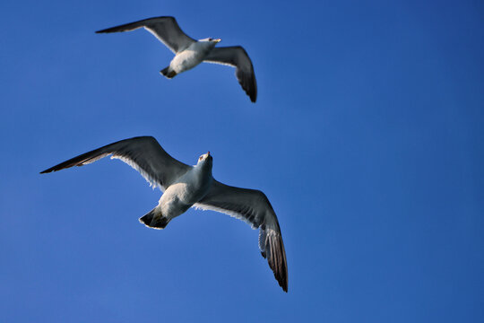 海鸥海岛海鸟飞翔