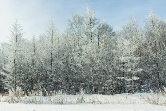 森林雾凇雪景