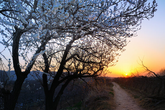 夕阳里的乡间小路