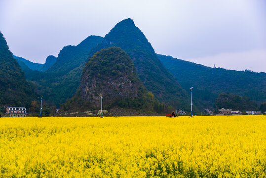 乡村油菜花田