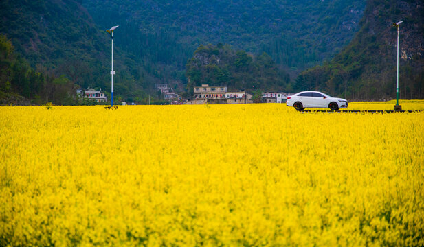 油菜花田园风景