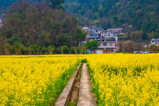 油菜花田园风景