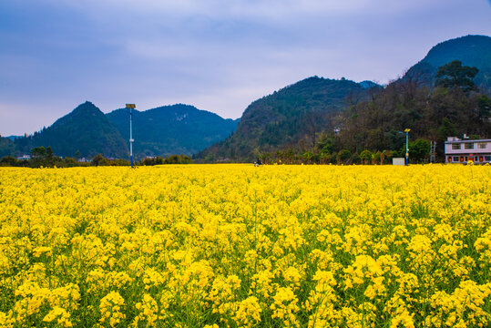 贵州油菜花海