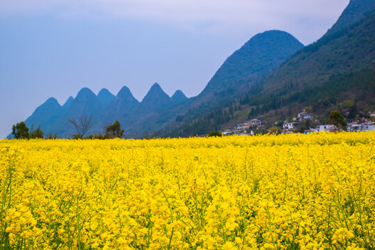 油菜花田园风景