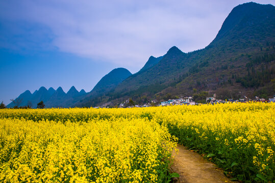 油菜花田园风景