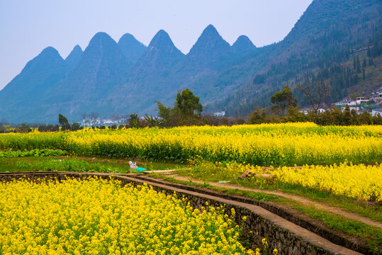 油菜花田园风景