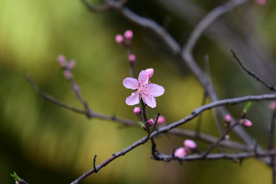 玉兰花