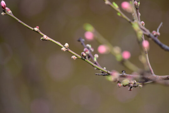 玉兰花