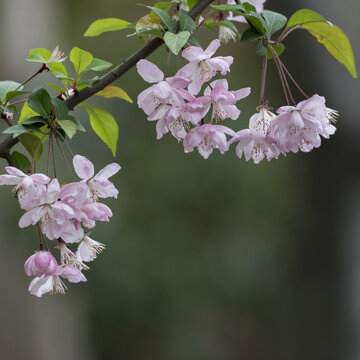 海棠花