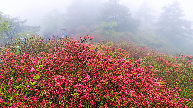 麻城龟峰山杜鹃花