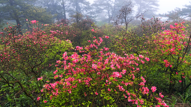 麻城龟峰山杜鹃花