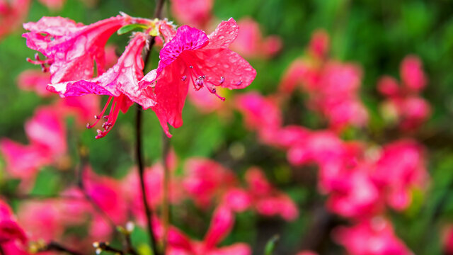 麻城龟峰山杜鹃花