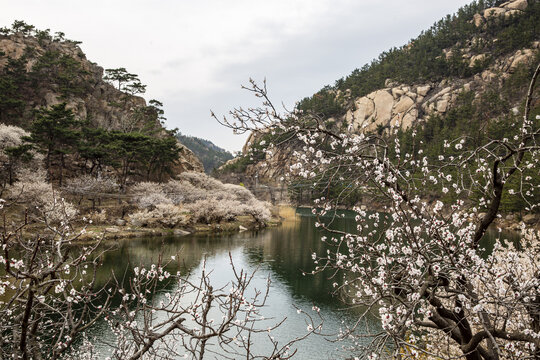 樱桃花