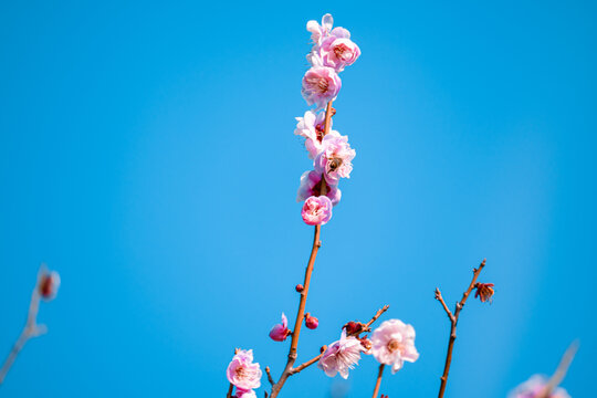 在蓝天下盛开的桃花