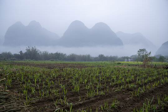 乡村雾景春天