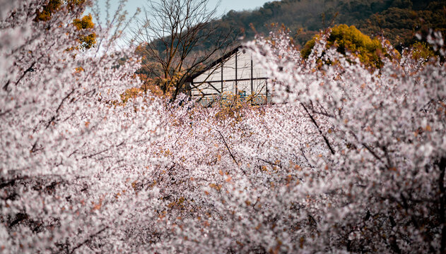 岳阳花语世界樱花园