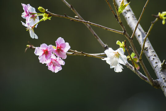 樱花