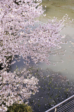 湖边樱花树