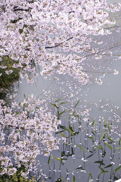 湖边樱花树