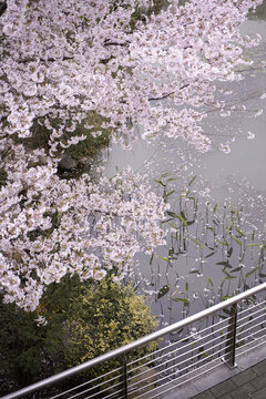 岸边樱花树