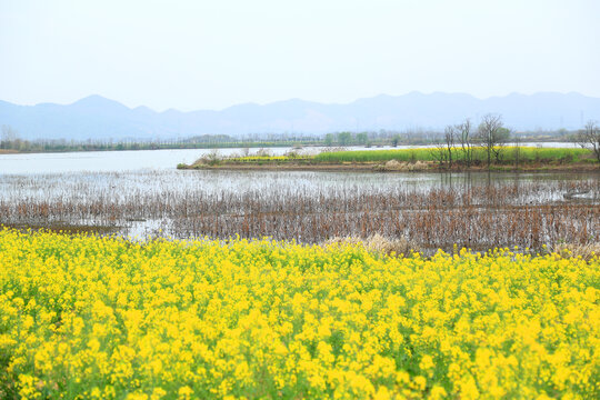 田园风景画