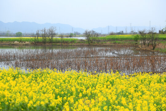 田园风景画