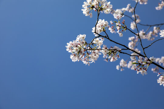 鲜花边框