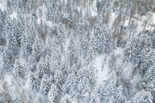 东北林海雪原森林航拍