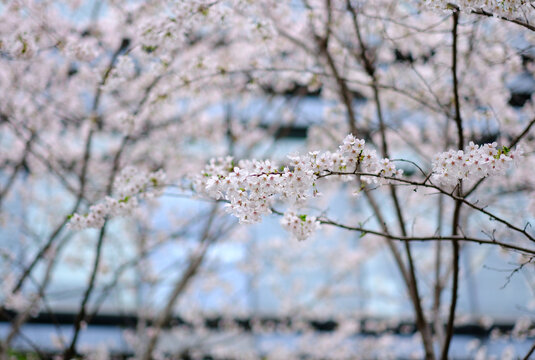 白色樱花