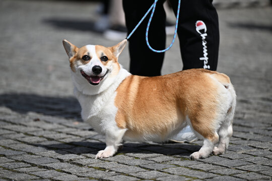 宠物柯基犬