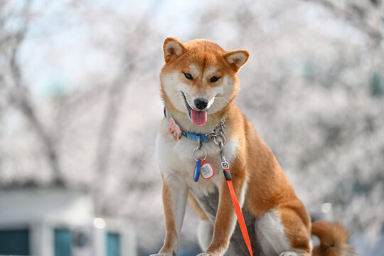 樱花与柴犬