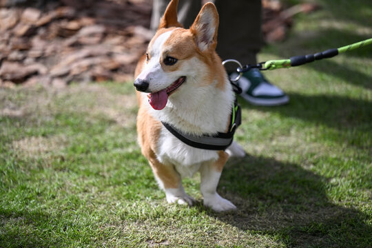 草地上的柯基犬