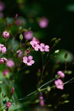 麦蓝菜花