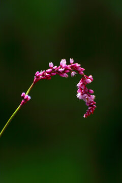 红蓼花