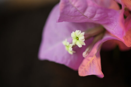 三角梅花蕊