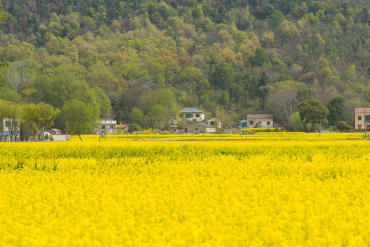 油菜花