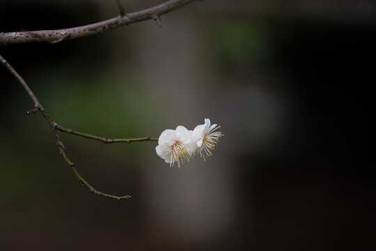 桃花盛开特写