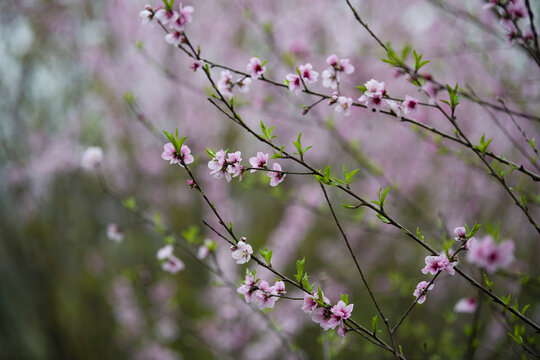 桃花盛开特写