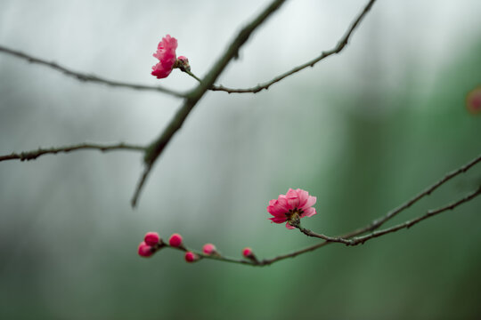 桃花盛开特写