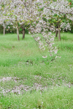 樱花