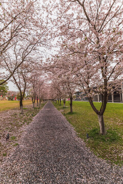 樱花大道