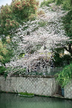 河边的一株樱花树