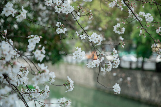 早期樱花特写