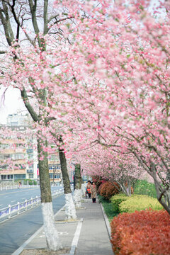 街道边的粉色垂丝海棠