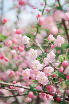 粉色海棠花特写素材