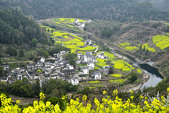 歙县石潭村油菜花