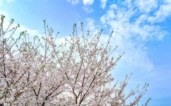 花语世界樱花