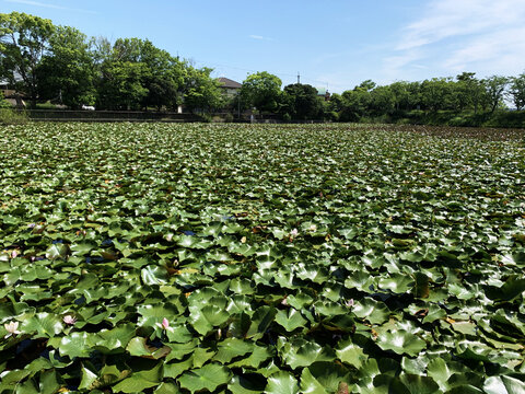 公园里的荷花池夏季